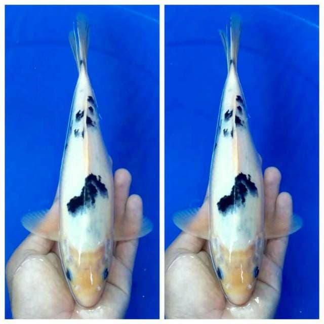 Bekko mantab