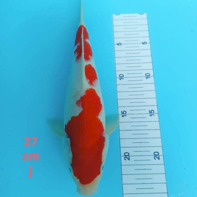 Kohaku strong 27cm