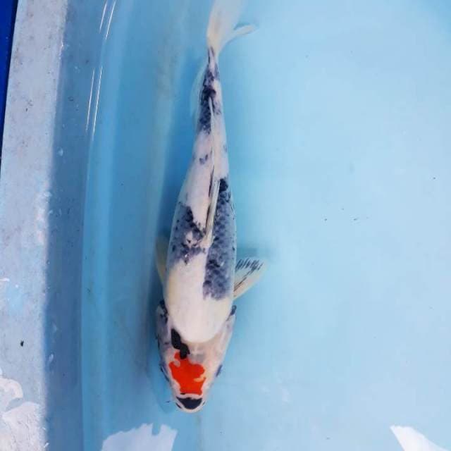Tc sowa 32cm jantan