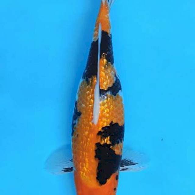 Ginrin showa soft 30cm