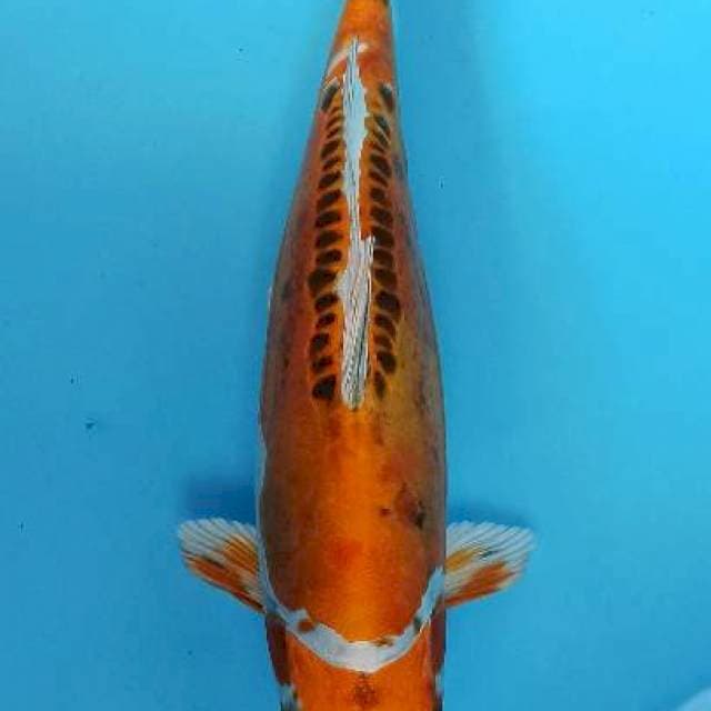 Doitsu kujaku bulky antik 32cm