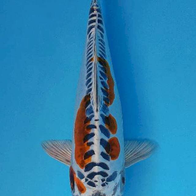 Kiko kujaku doitsu aragoke 30cm