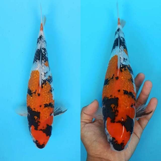 Bulky showa ginrin spc 28+cm