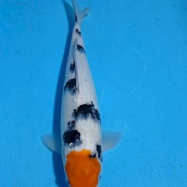 Tanco sanke 33 cm Ori