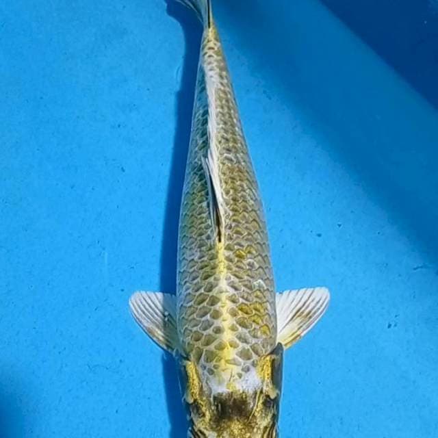 Green Mukasi 35cm