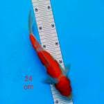 - KOHAKU 24cm -