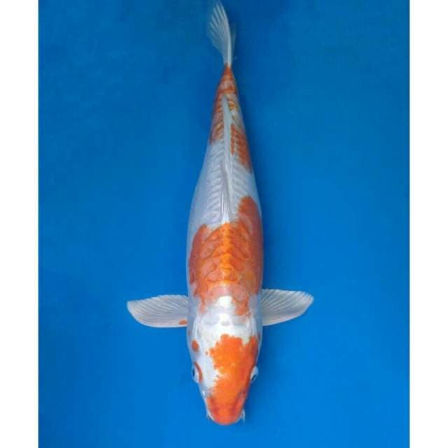 Okawa Jumbo Kikushui