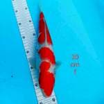 - KOHAKU 30cm -