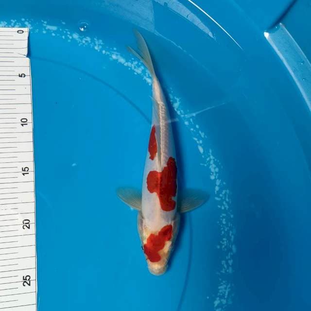 kohaku hikari