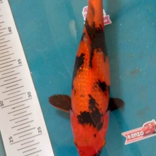 Hi utsuri 28cm