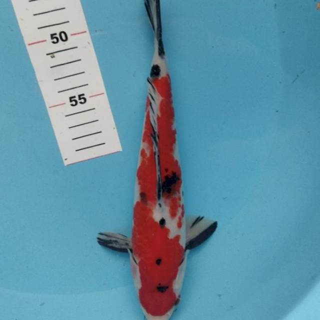 Sanke merah strong 29cm