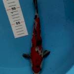 Sanke merah strong 29cm