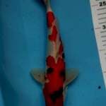 Sanke merah strong 29cm