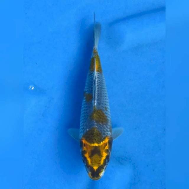 22cm - Kogane Ochiba