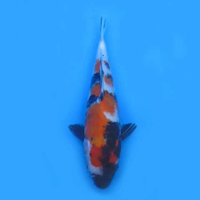 28cm - Showa Tategoi