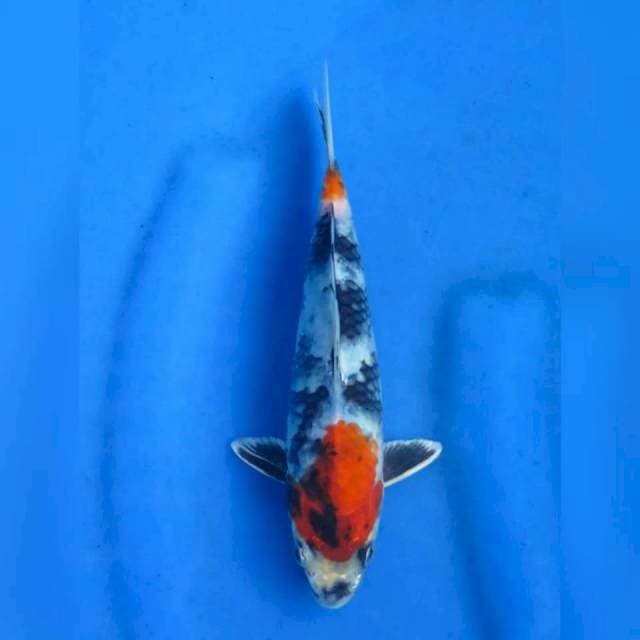 22cm - Kin Showa