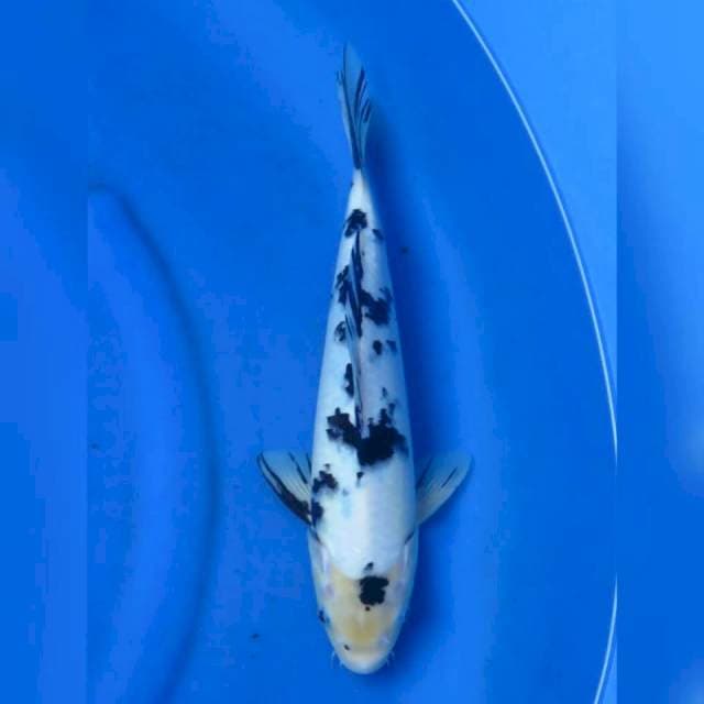 35cm - bekko Jumbo