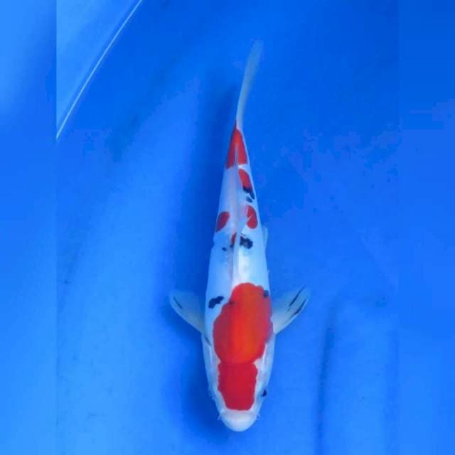 24cm - Sanke Doitsu murni