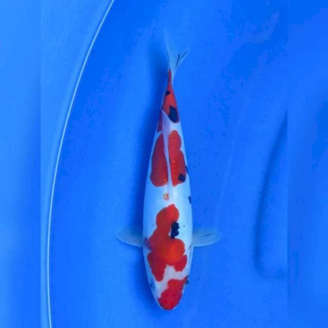26cm , Sanke Doitsu murni 1