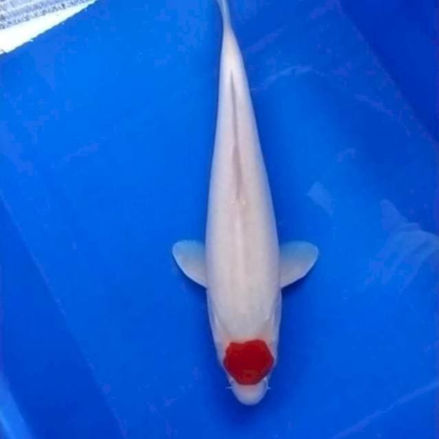 ORIGINAL TANCHO KOHAKU