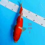 - KOHAKU 25cm -