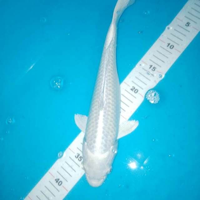 Platinum bersih 34cm