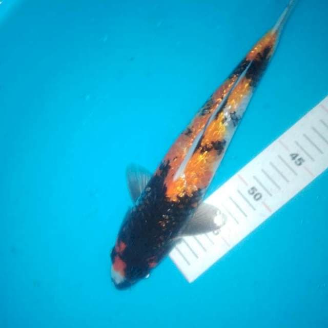 Hi showa gindrin 34cm
