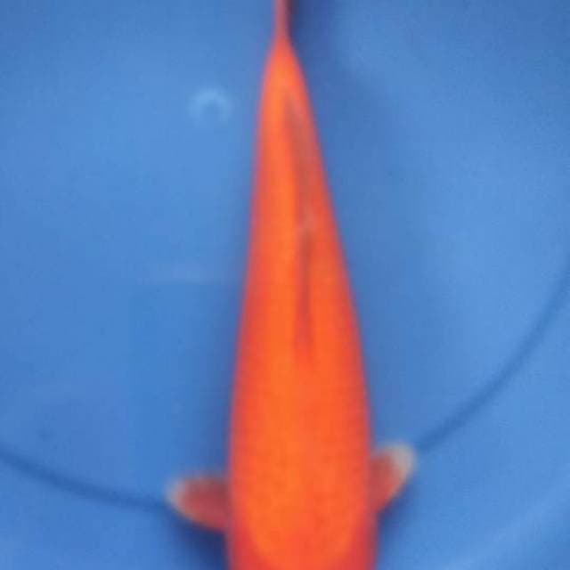 AKA HAJIRO 31cm