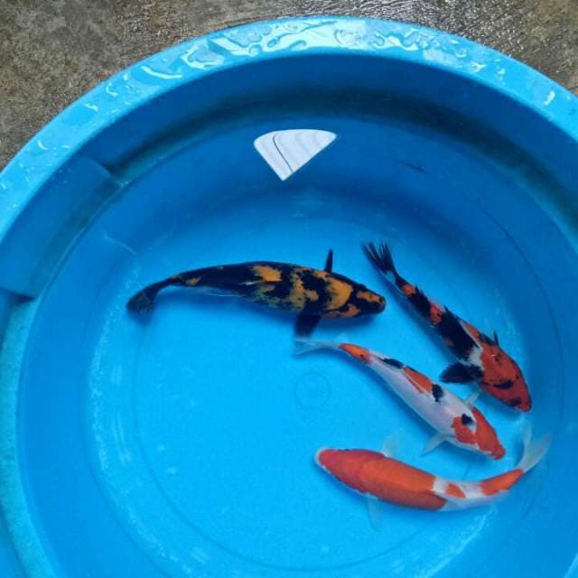 Mix 23-26 cm