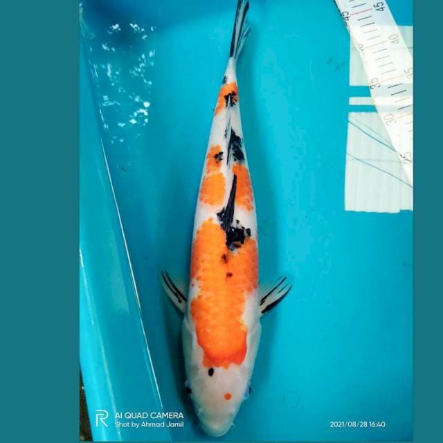 Sanke Jumbo 46cm