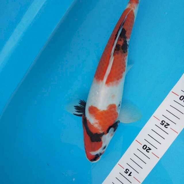 Showa 35cm 