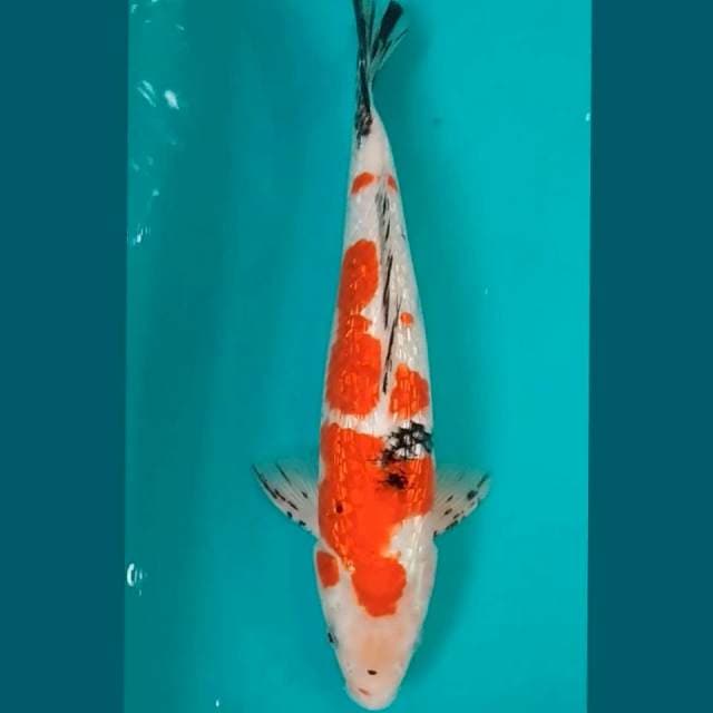 Sanke Ginrin Jantan 34cm