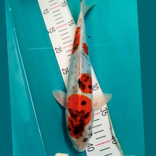 Kiko 30cm