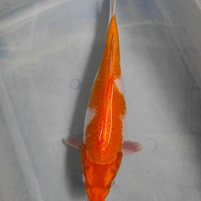 Hariwake Inazuma 31cm