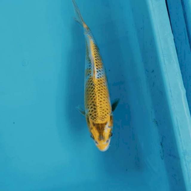 Hariwake 22cm