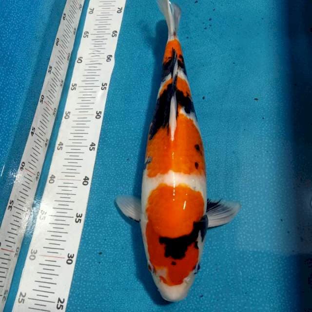 Showa 41cm