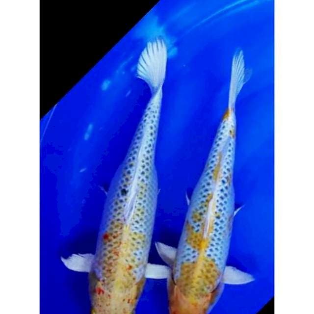 Hariwake 37 dan 38