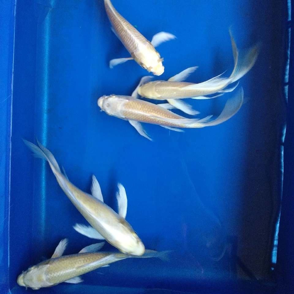 kumpay 20-25cm