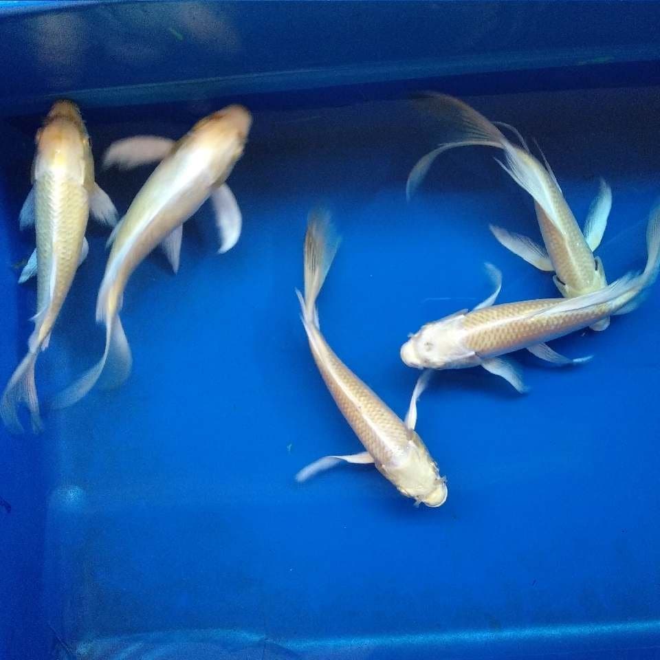 kumpay 20-25cm