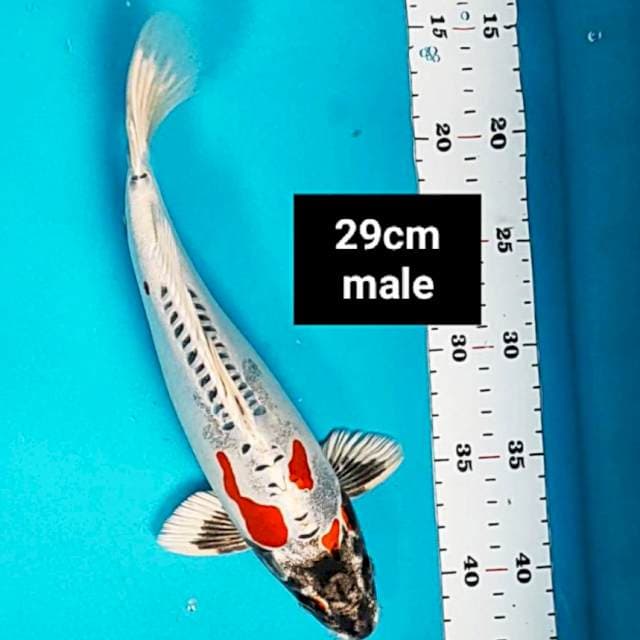 Beni kiko jos 29cm male