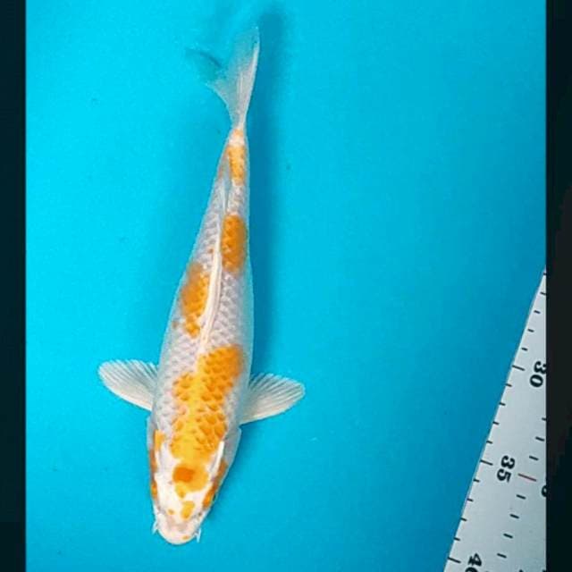 Hariwake minion 25cm