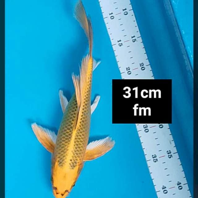 Kumpay matsuba 31cm