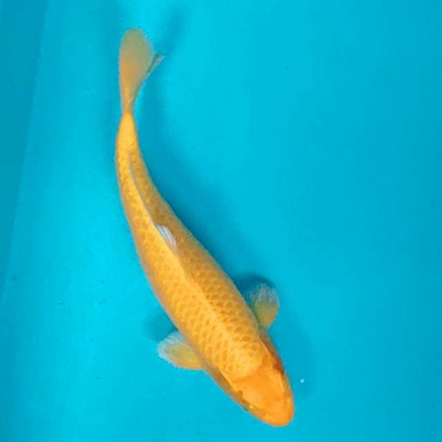 Ogon strong 29cm male