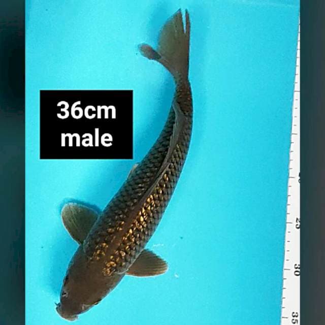 Chagoi ginrin 36cm male