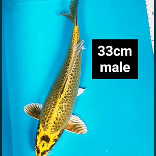 Gold mukashi 33cm male good body