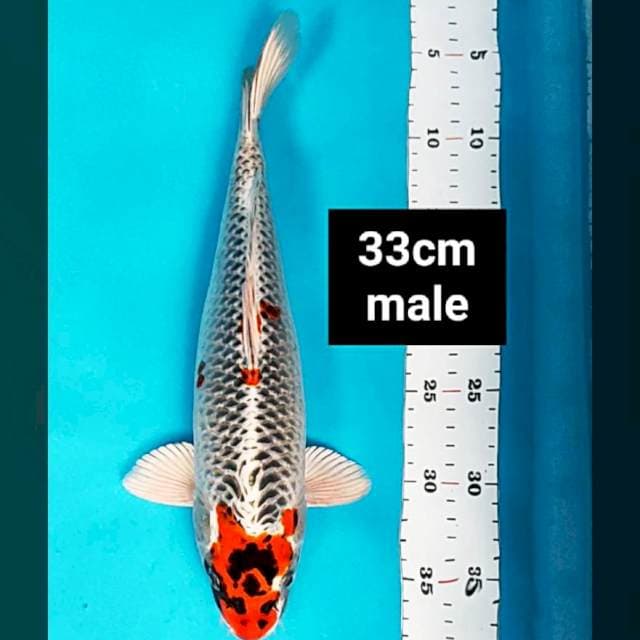 Tancho kujaku 33cm male