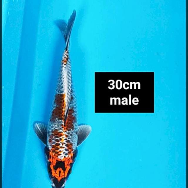 Ochiba kogane jos 30cm male