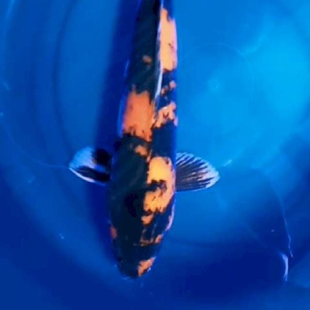 Showa 39 cm