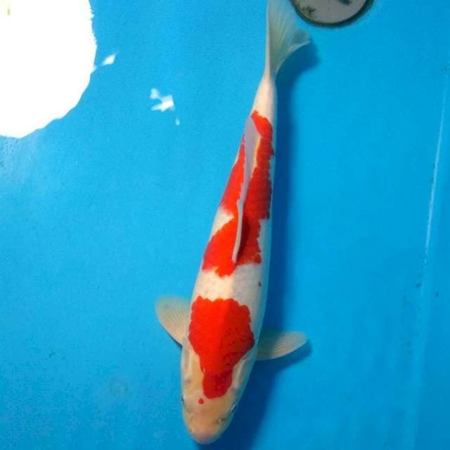 Kohaku 38cm