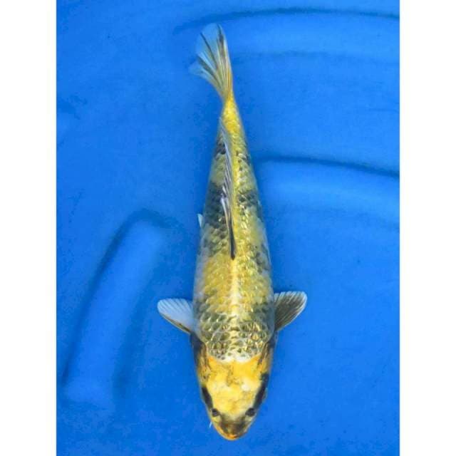 Ki Showa Ginrin Pola - 32cm